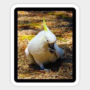 The Left footed cockatoo Sticker